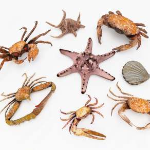 现代螃蟹3D模型下载